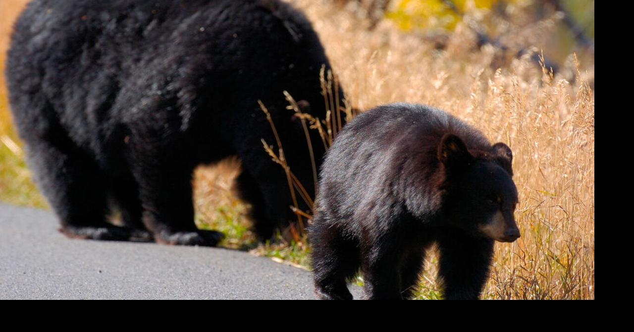 Watch: Mama bear shows cub how to use playground slide | Trending ...