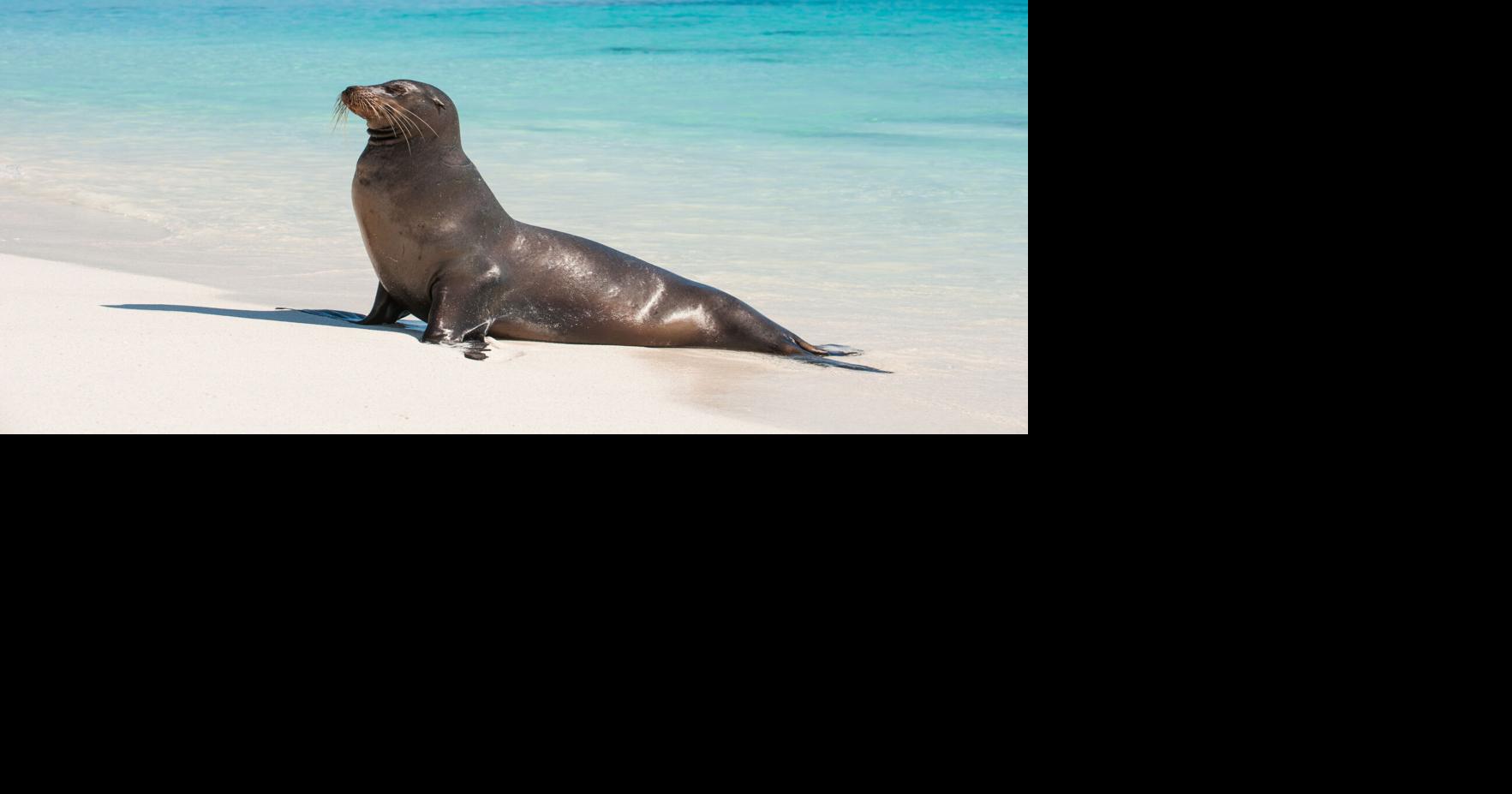 Watch Sea lions chase beachgoers in California Trending