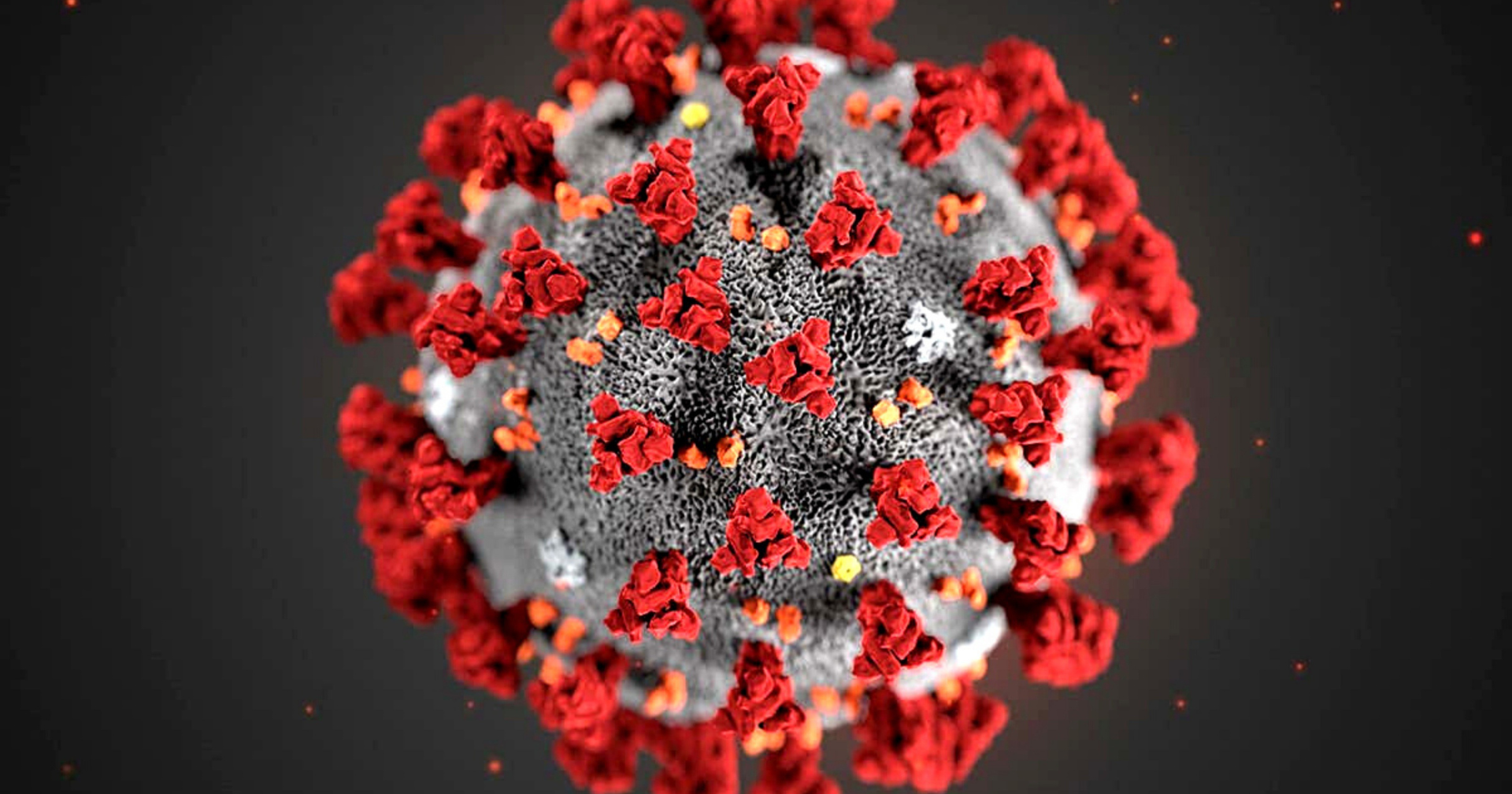 How transmissible is avian flu to humans? | News - Vimarsana News
