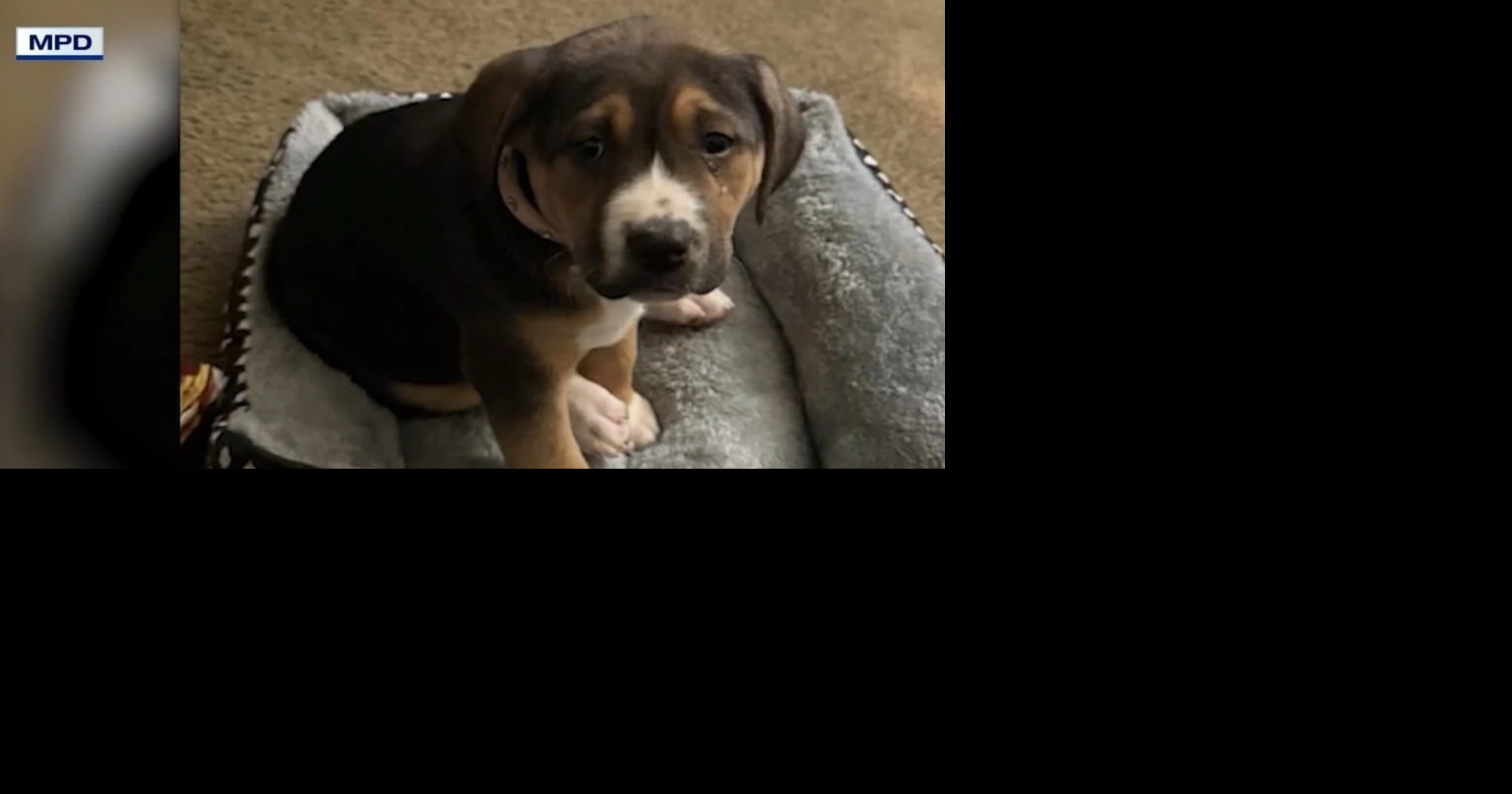 Memphis woman seeking dog stolen during home burglary