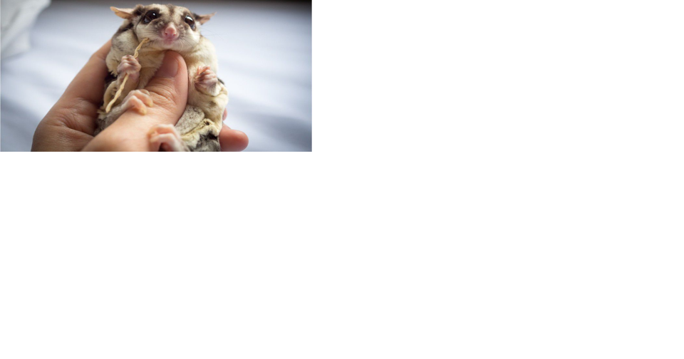Highland sugar gliders online