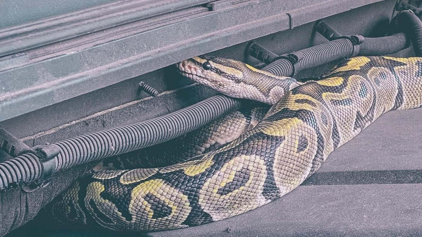 Family Shocked To Find Huge Python Inside Their Toilet