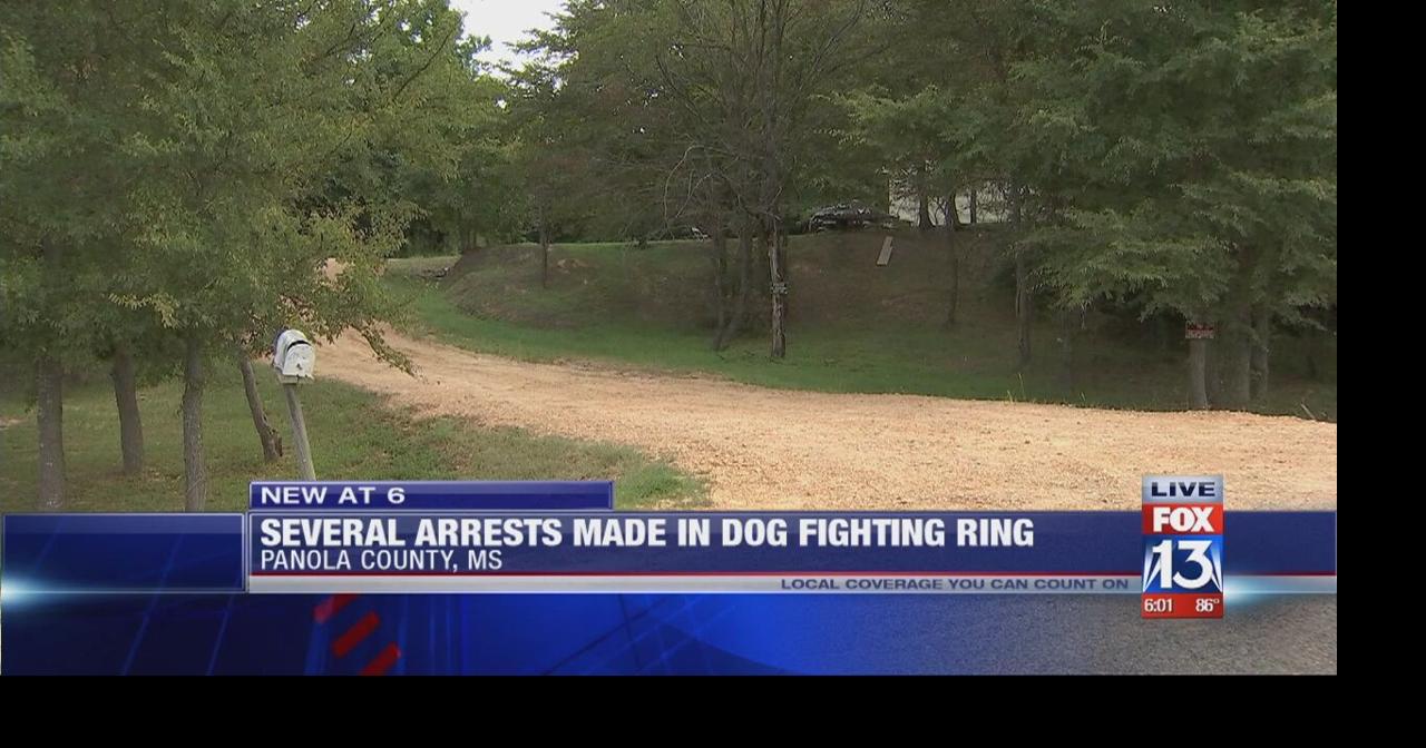 Large-scale dog fighting rings busted in Mid-South | News ...