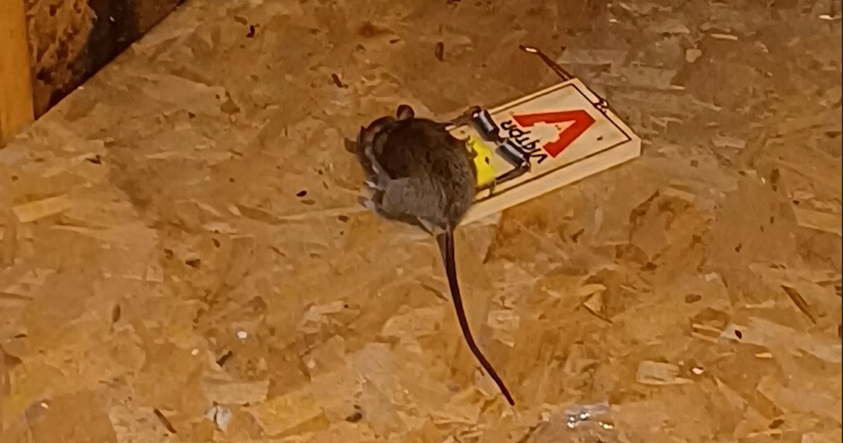 TN Law: Landlord could leave you living with rats, rodents for 2 weeks ...