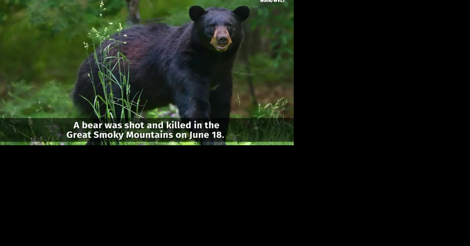 Teen sleeping in hammock attacked by bear in Great Smoky Mountains