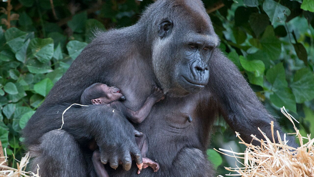 Baby gorilla born at Jersey Zoo 