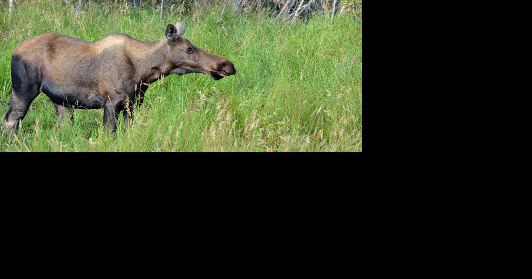 Moose attacks 2 people, dog in Colorado; 1 person seriously injured