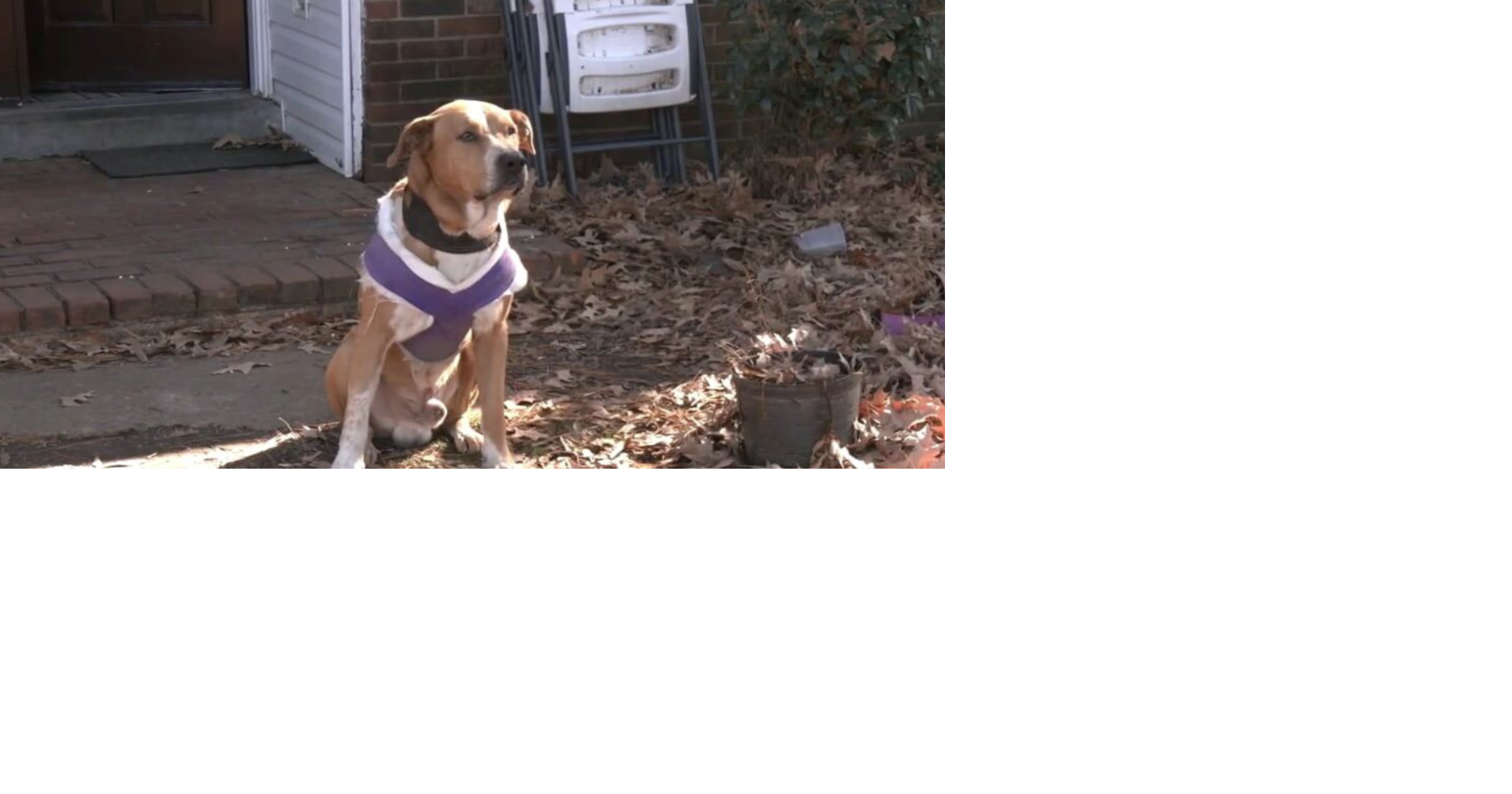 Pet owner speaks after officer shoots dog on his property | News ...