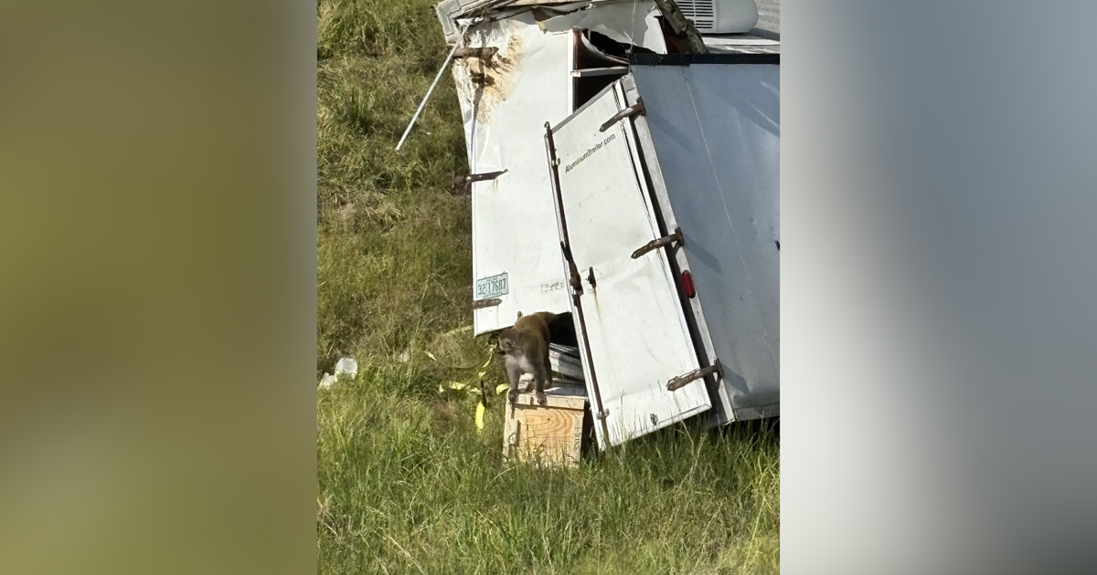 Mississippi Monkeys Escape After Truck Crash University Denies Disease Risk