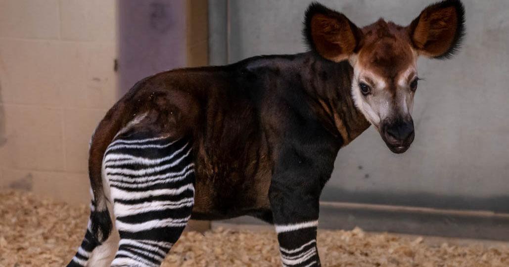 Rare, endangered okapi born at Oklahoma City Zoo | Trending Archives ...
