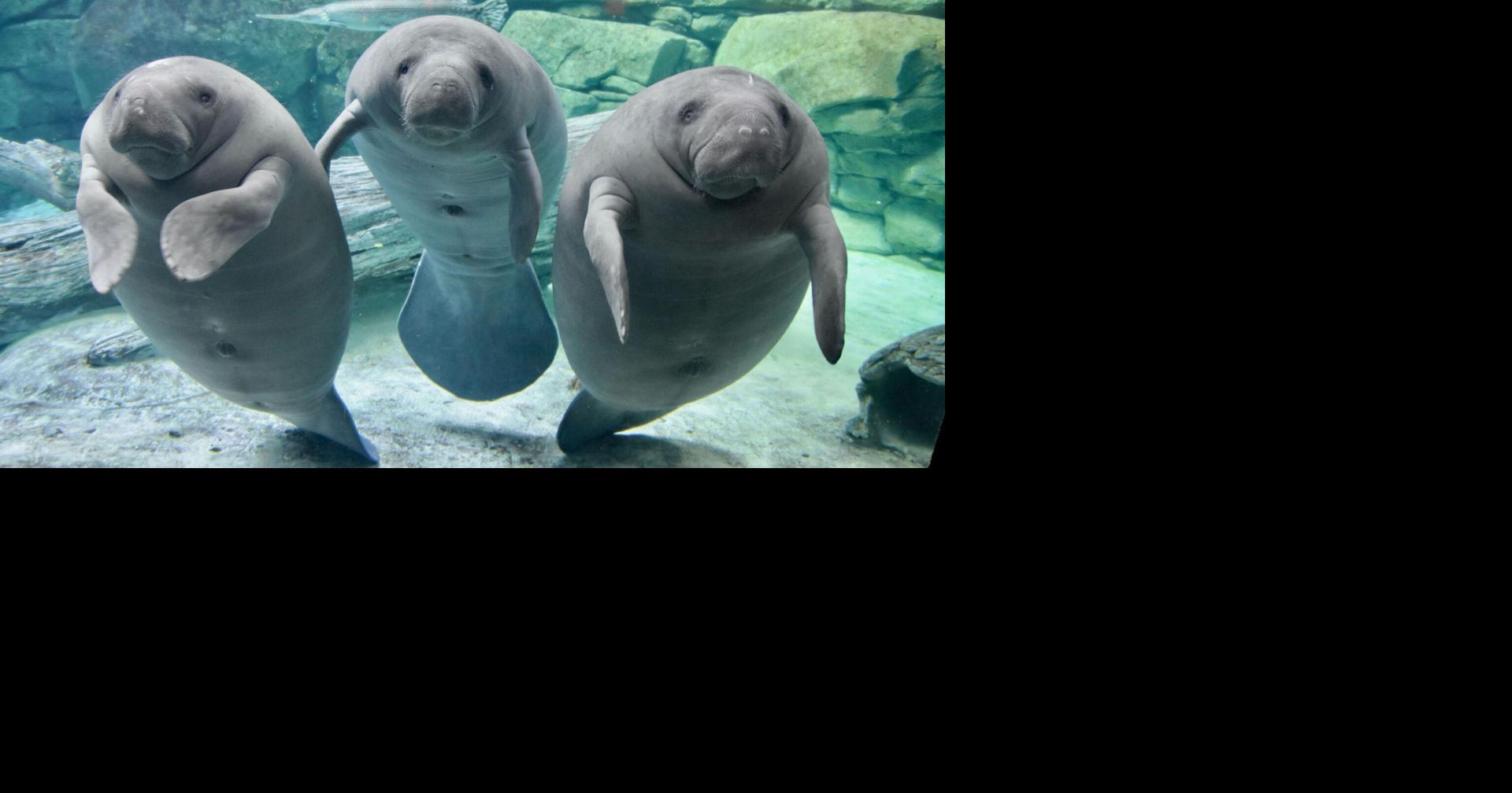 Orphaned manatees to return to Florida after receiving treatment in ...