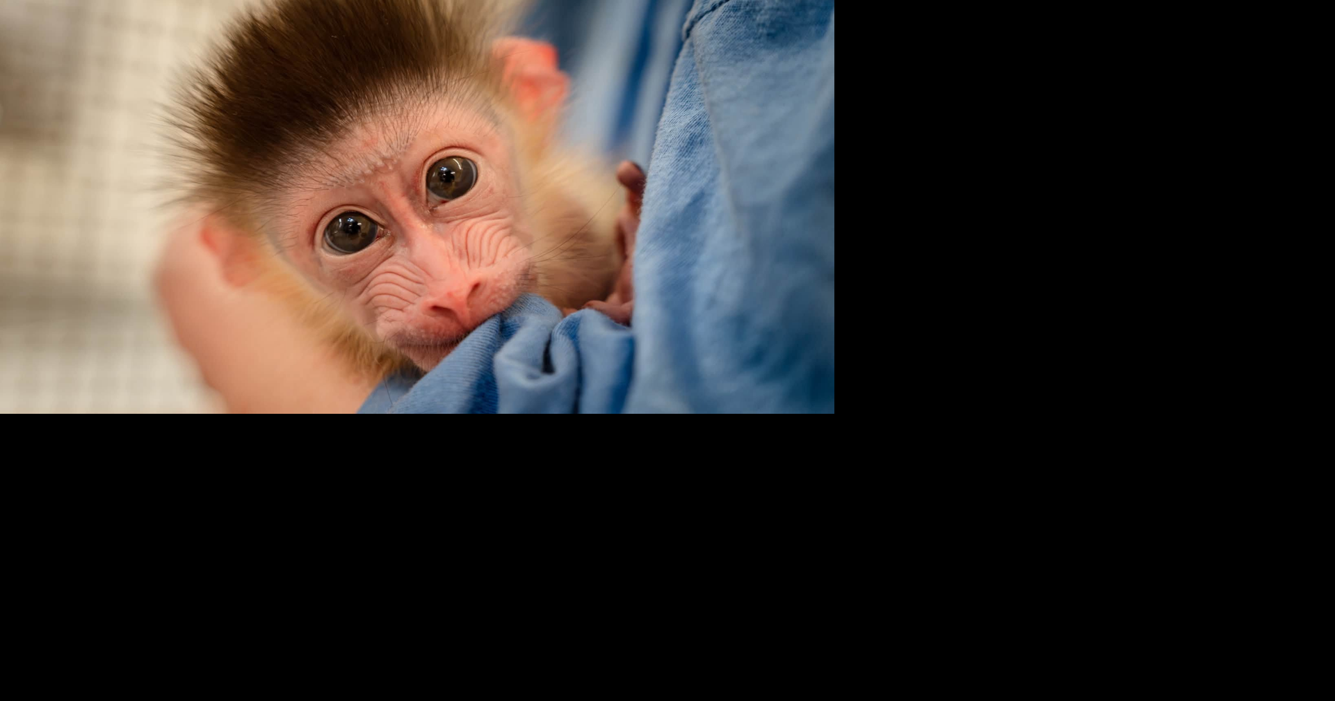 Memphis Zoo welcomes its first baby mandrill born at zoo