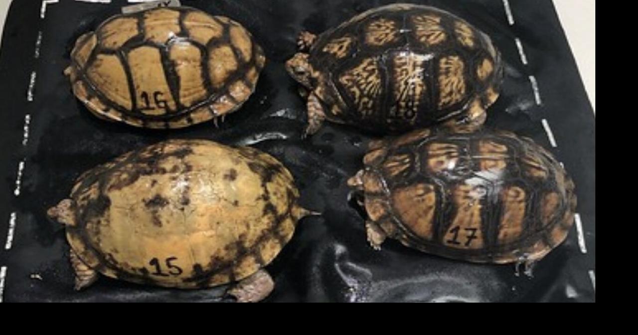 Federal agents seize 42 Mexican box turtles being illegally shipped out ...