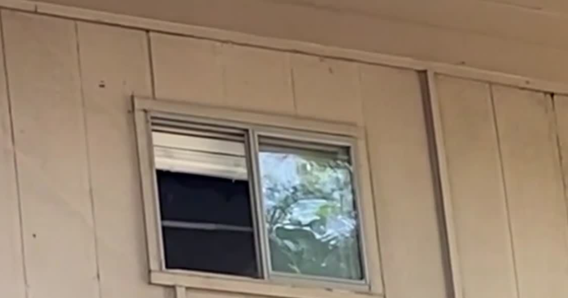 Raccoons, other pests living inside the walls of Memphis apartment complex, tenants say - Vimarsana News