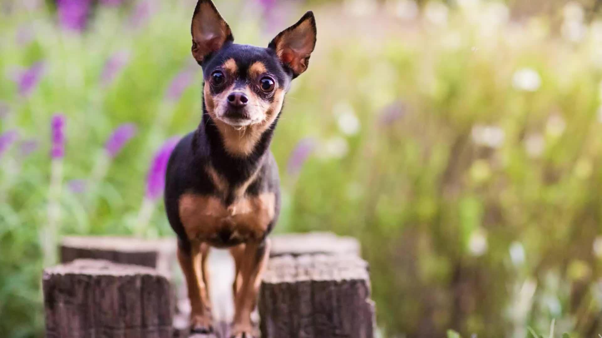 23-year-old chihuahua named Spike is world's oldest living dog