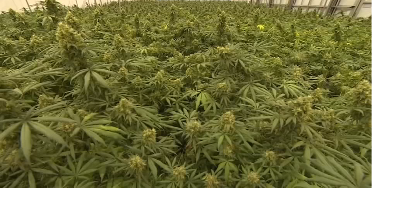 Ribbon-cutting ceremony for North Mississippi’s first medical marijuana ...