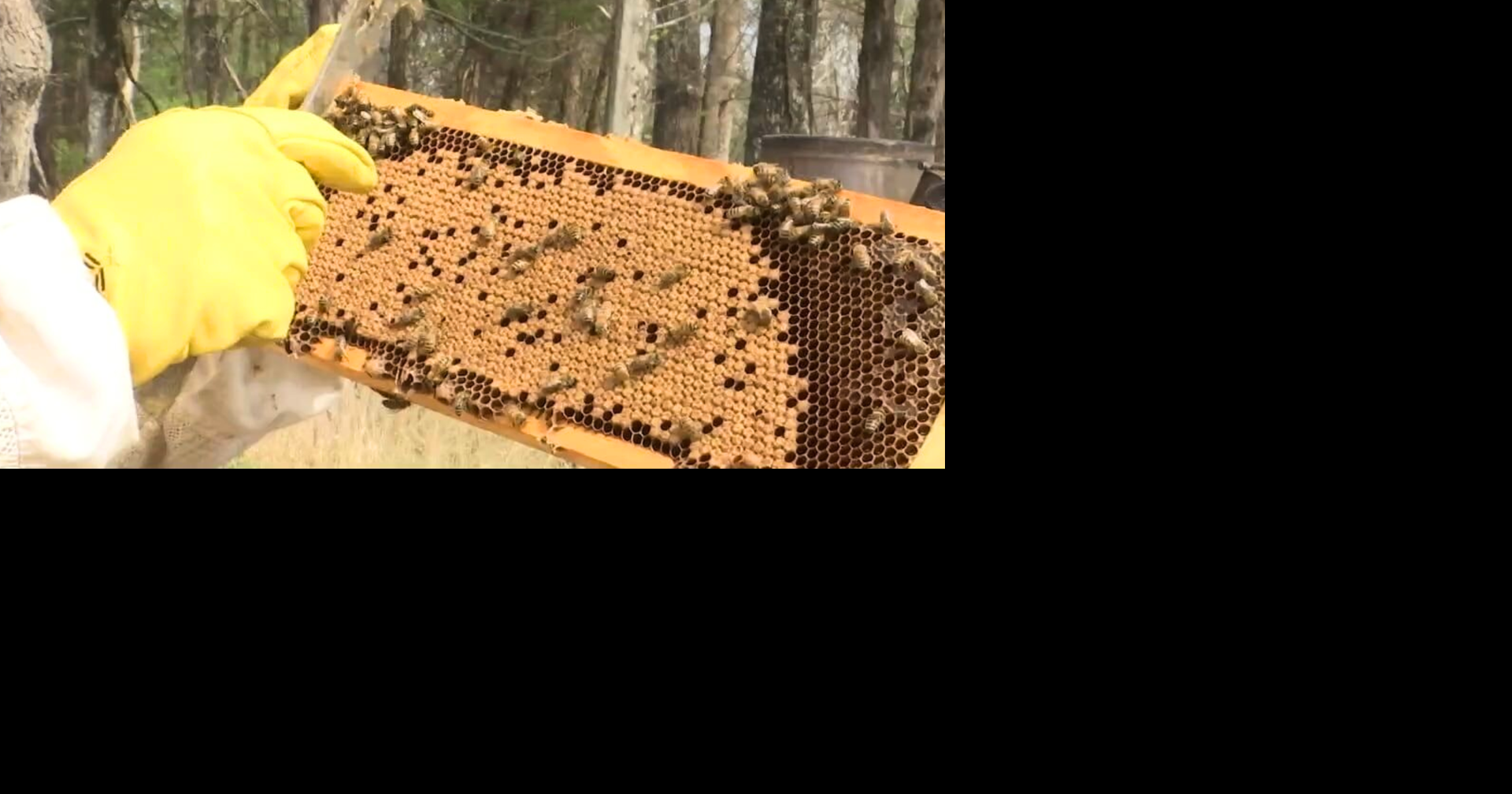 What's the buzz about? Memphis nonprofit turns honey into sweet way of giving back