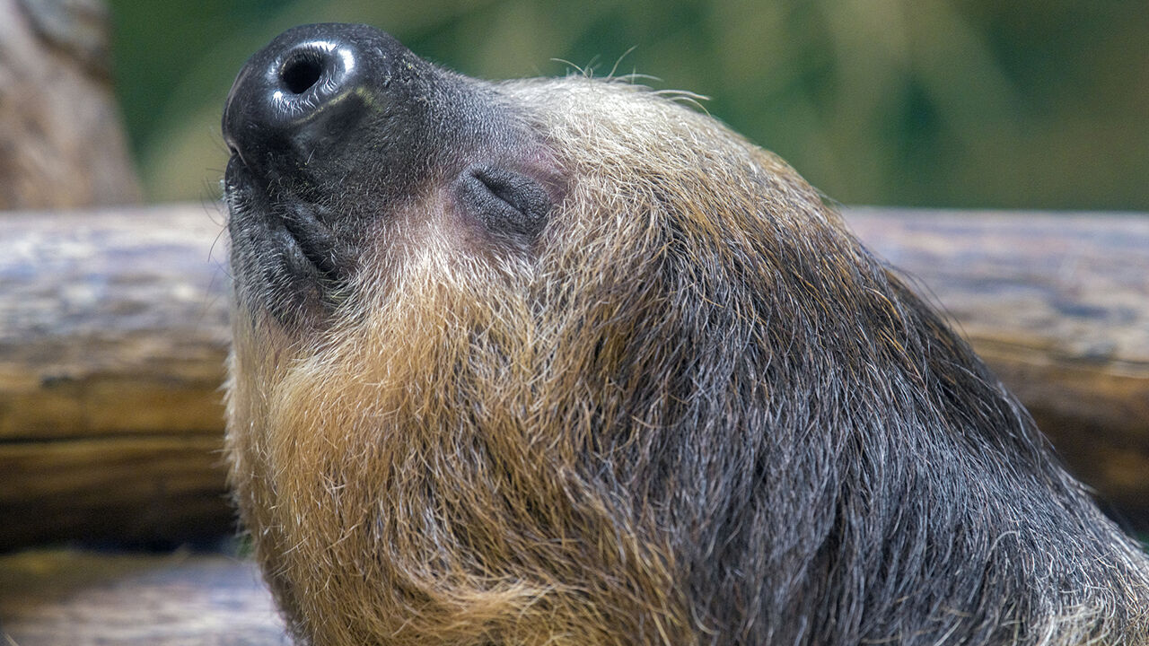 Cincinnati Zoo sloth pregnant, expecting baby next summer | Trending |  