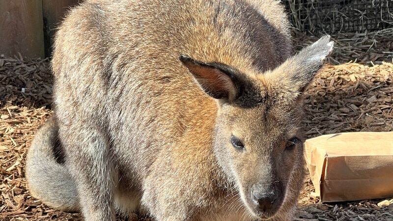 Missing wallaby found safe, Memphis Zoo officials say | News