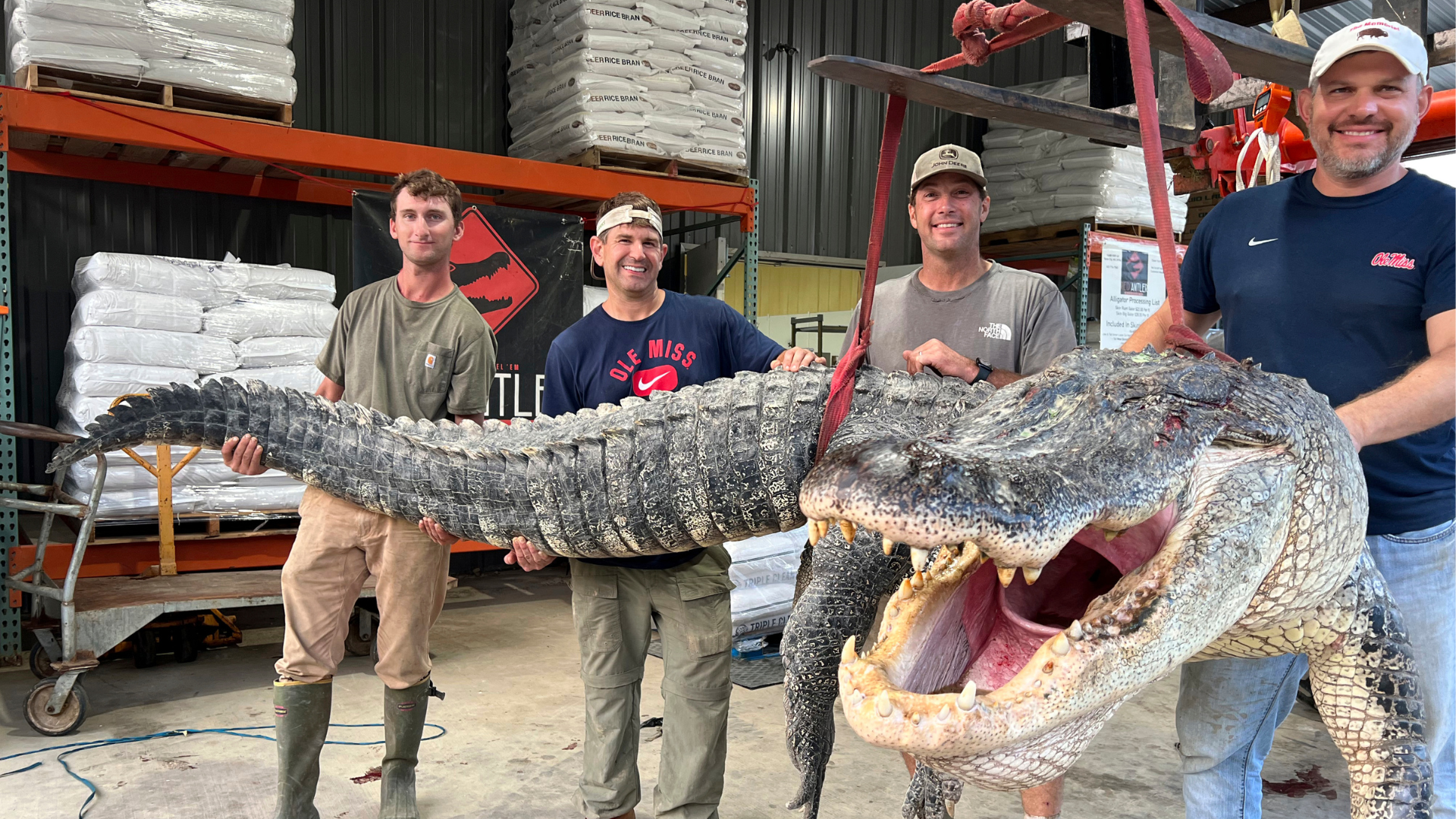 Longest Alligator In Mississippi History Captured By Hunters News   64ef7abaadf18.image 