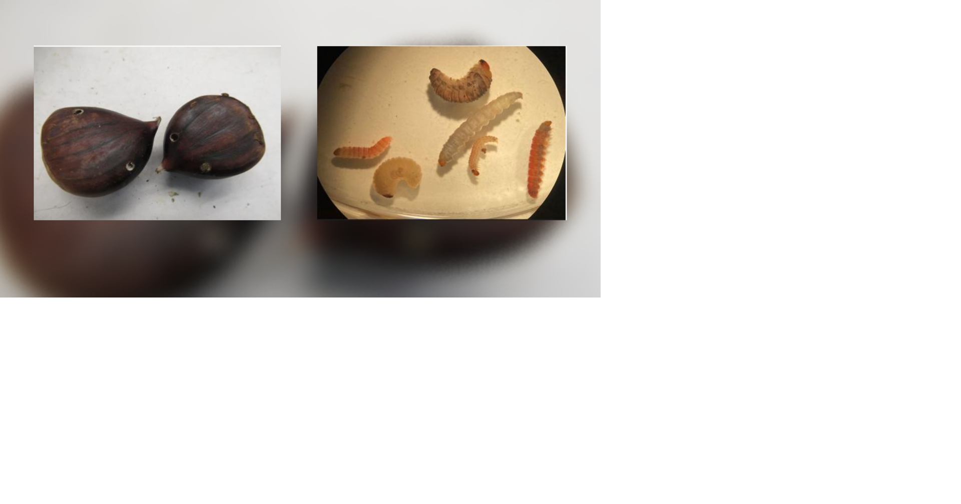 Chestnuts infested with insects found by customs officials in Memphis ...