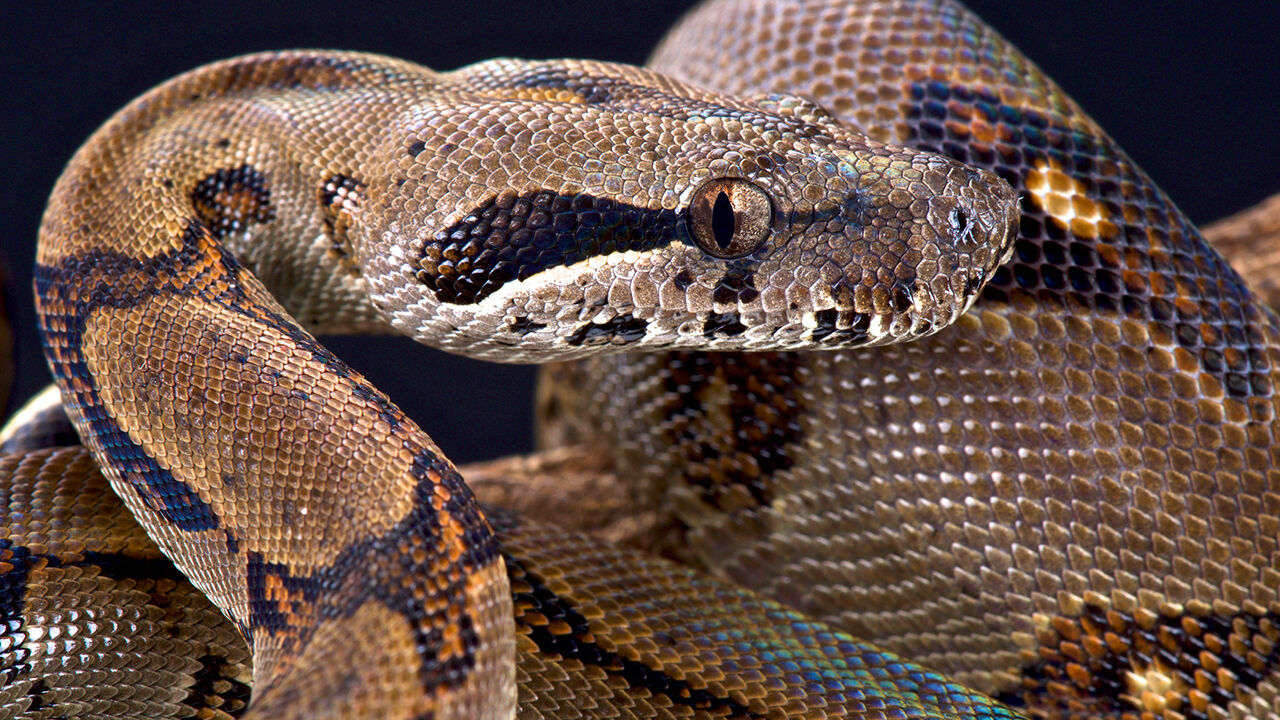 Red-tailed boa found dumped in Missouri conservation area