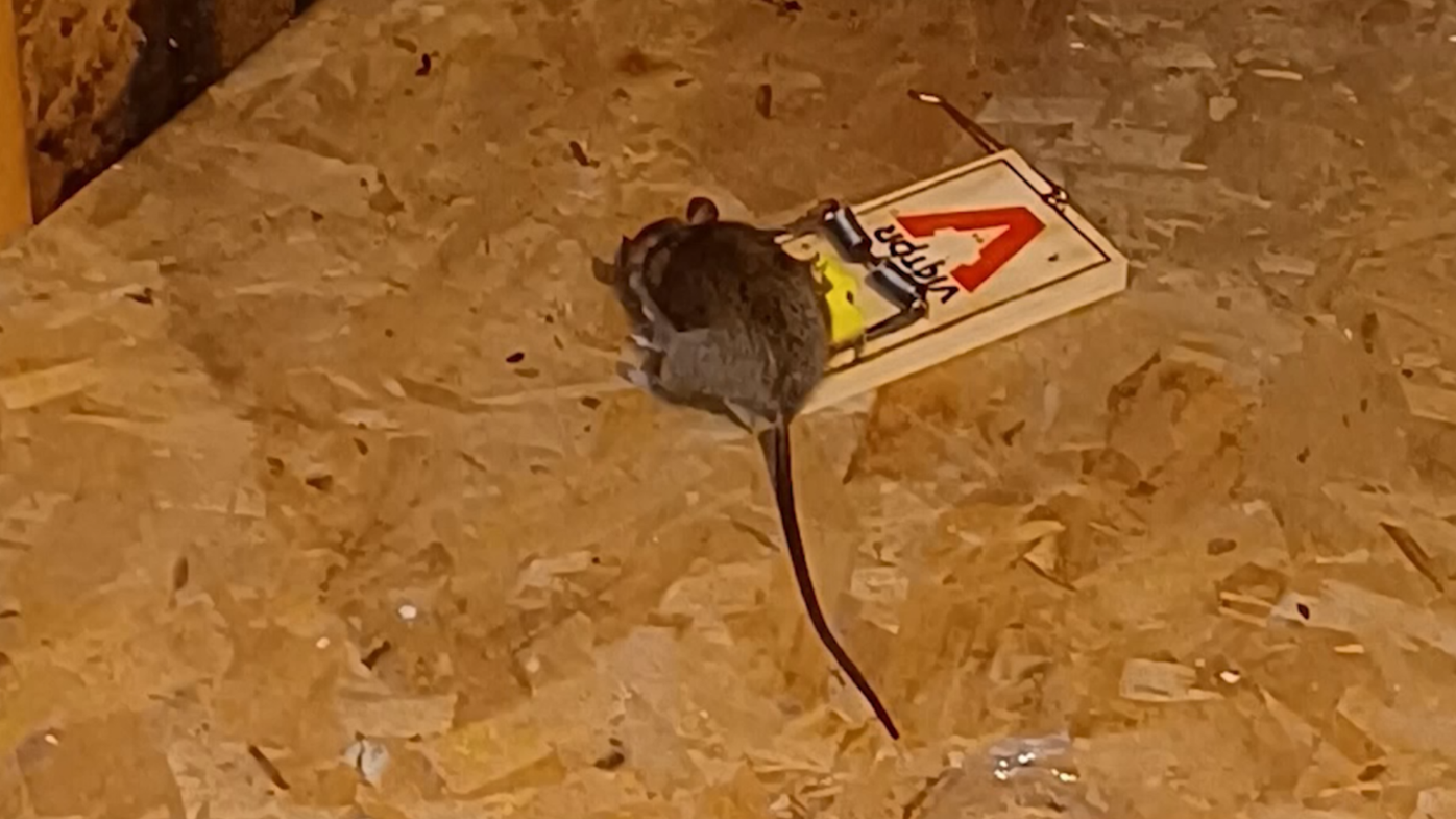 Mouse in Mouse Trap, So Sad!!!  Waterville Community Elementary