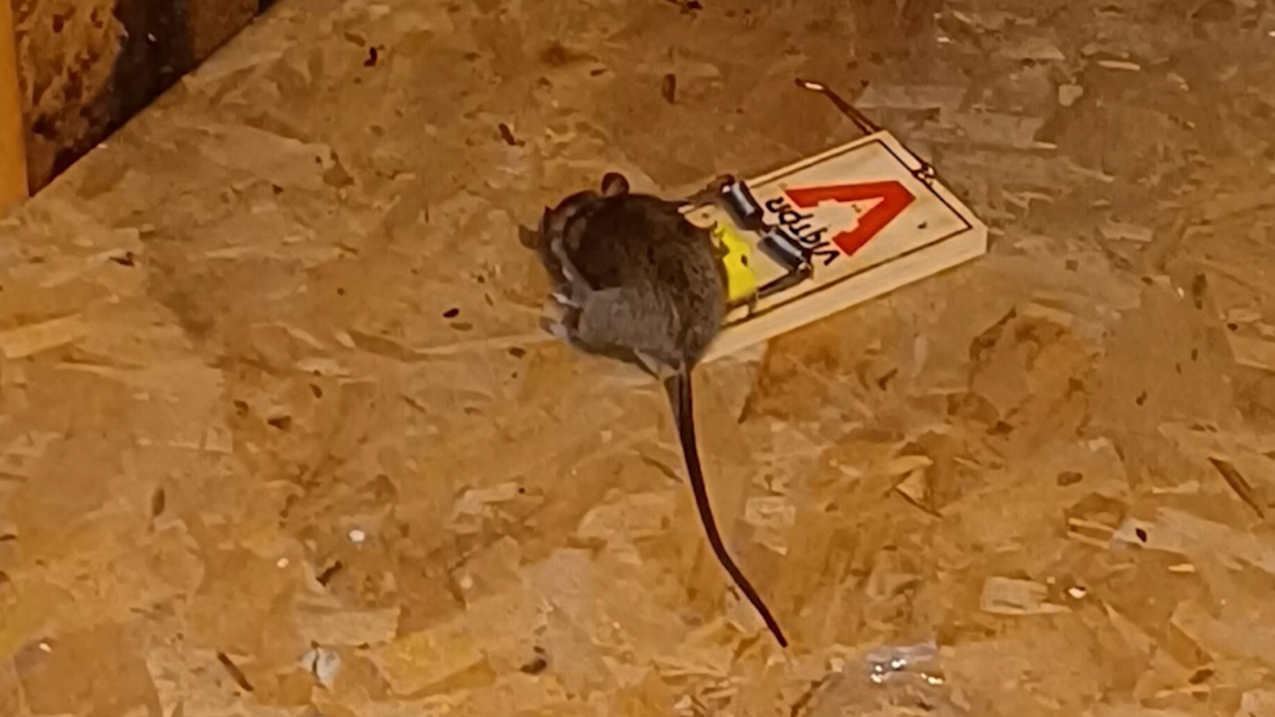 Rat & Mouse Trap Laws of the United States of America