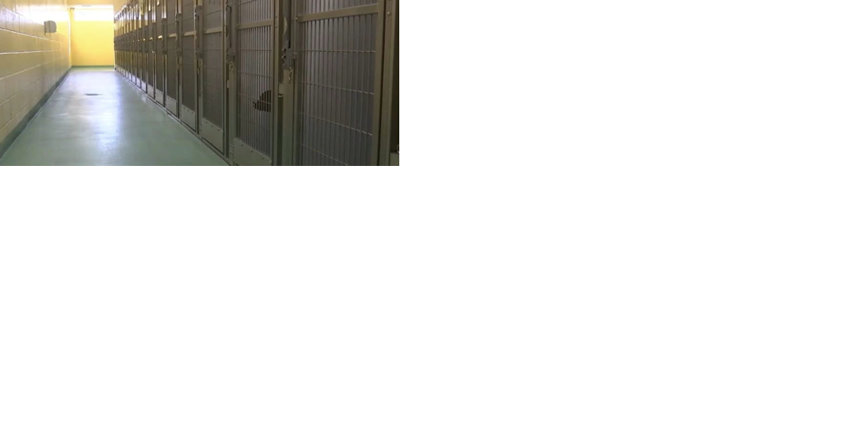 Memphis Animal Services looking for dog foster parents as shelter's puppy population surpasses 1,000 - Vimarsana News
