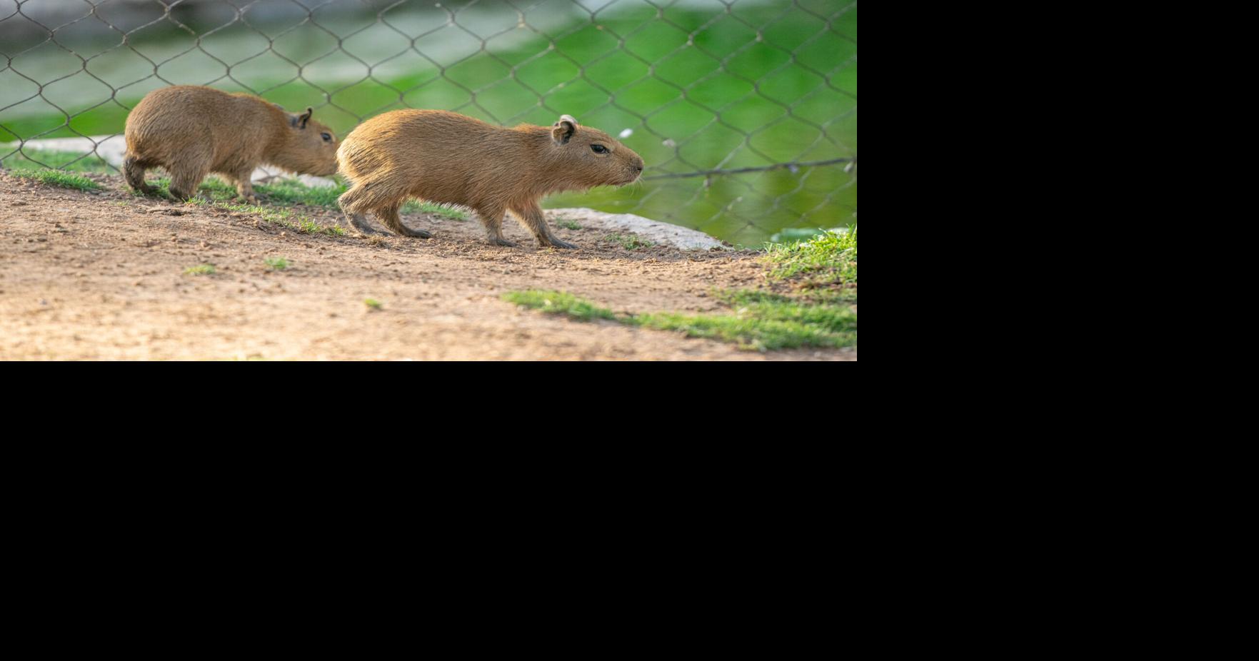 Meet the Capybaras: One of Earth's chillest animal