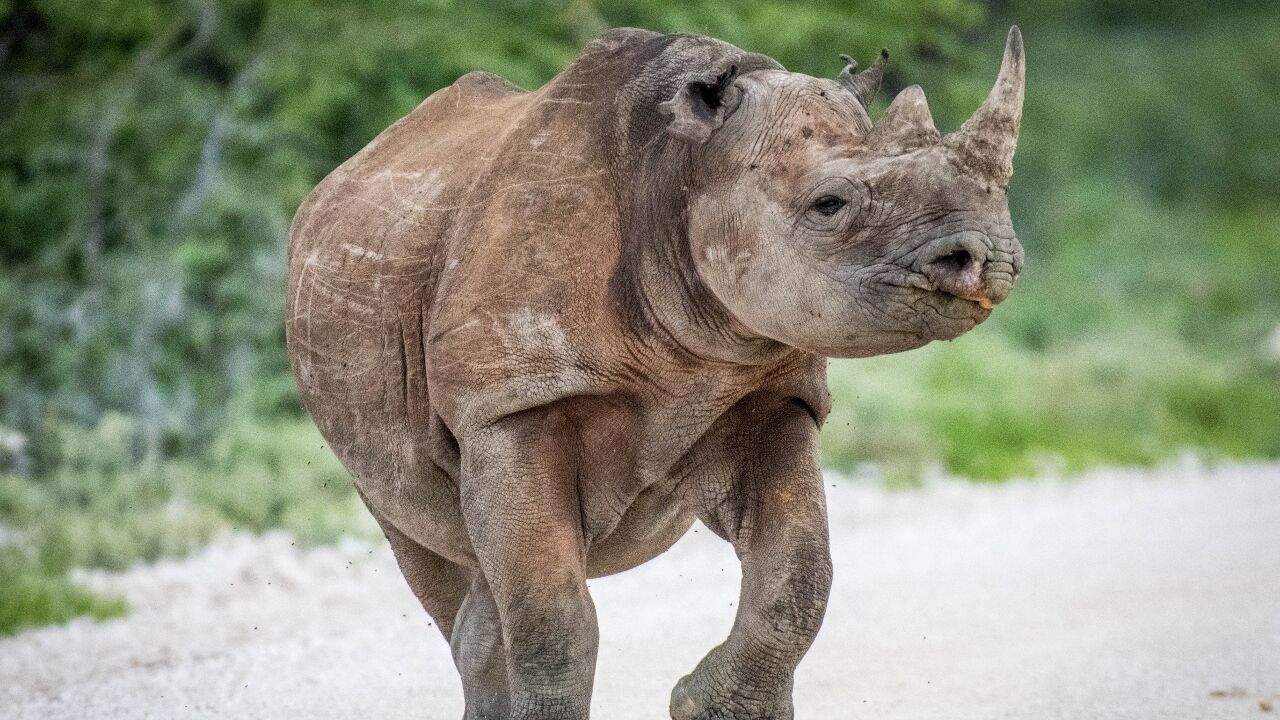 Upside-down rhino experiment wins Ig Nobel Prize | Trending |  fox13memphis.com