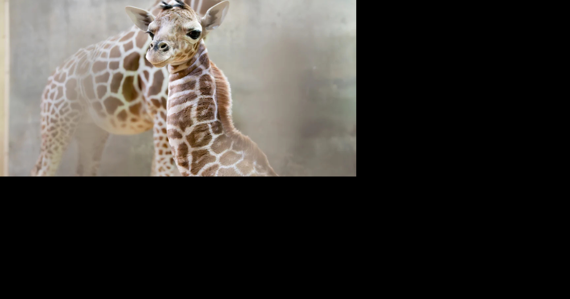 Memphis Zoo welcomes new baby giraffe, officials say