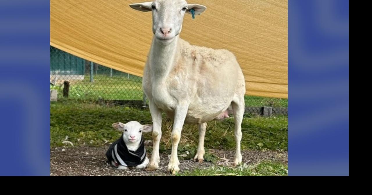 40 sheep rescued by animal groups in upstate New York | Trending ...