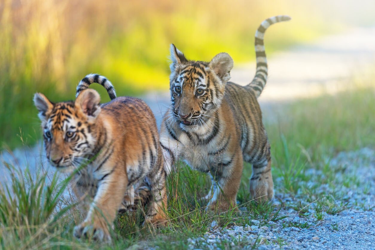 Tigers fans in Columbia try to keep good-natured perspective on