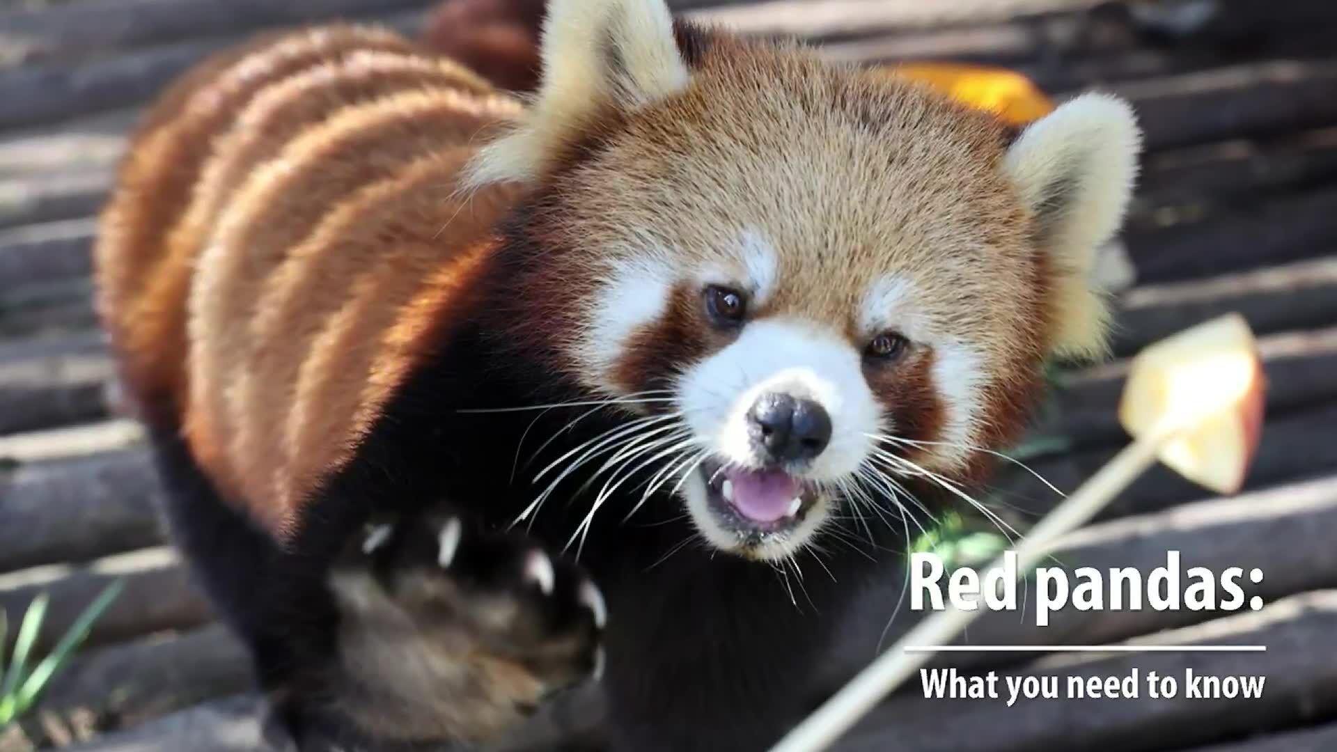 Everything you need to know about red pandas