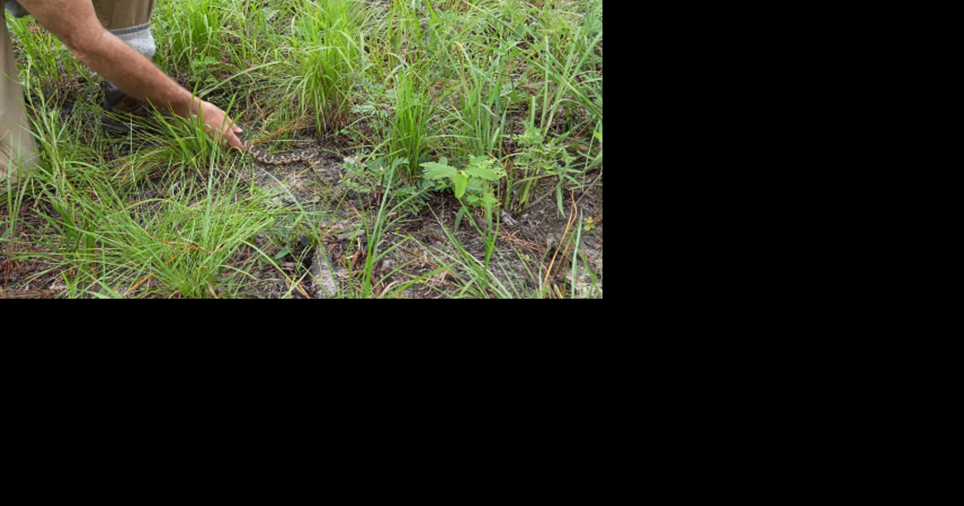 Hiss you later! Memphis Zoo releases rare snakes back into the wild