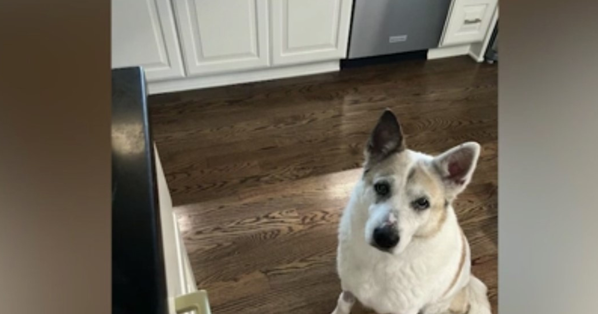 Dog inside a car stolen from grocery store found dead | News - Vimarsana News