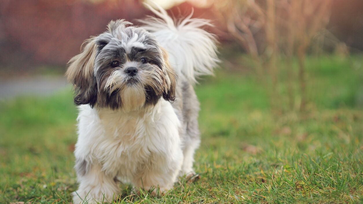 Can a shih tzu walk store 2 miles