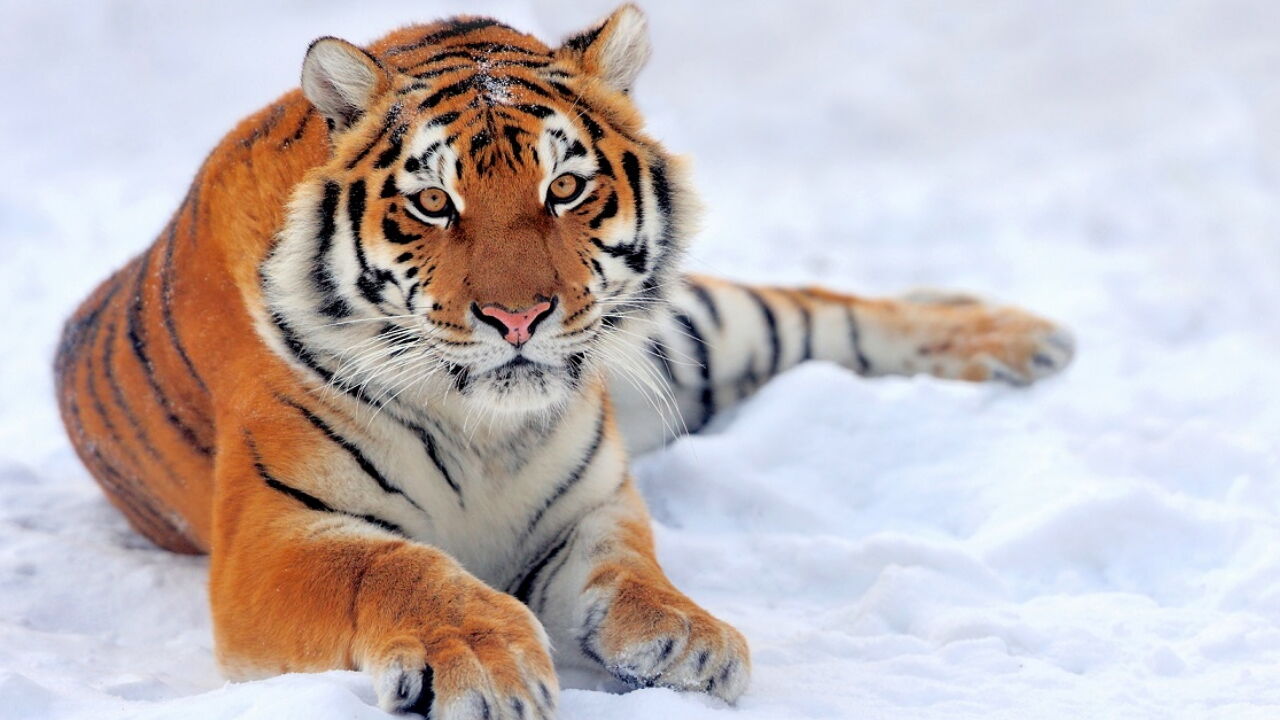 Coronavirus: Tiger at suburban Chicago zoo tests positive | Trending  Archives 
