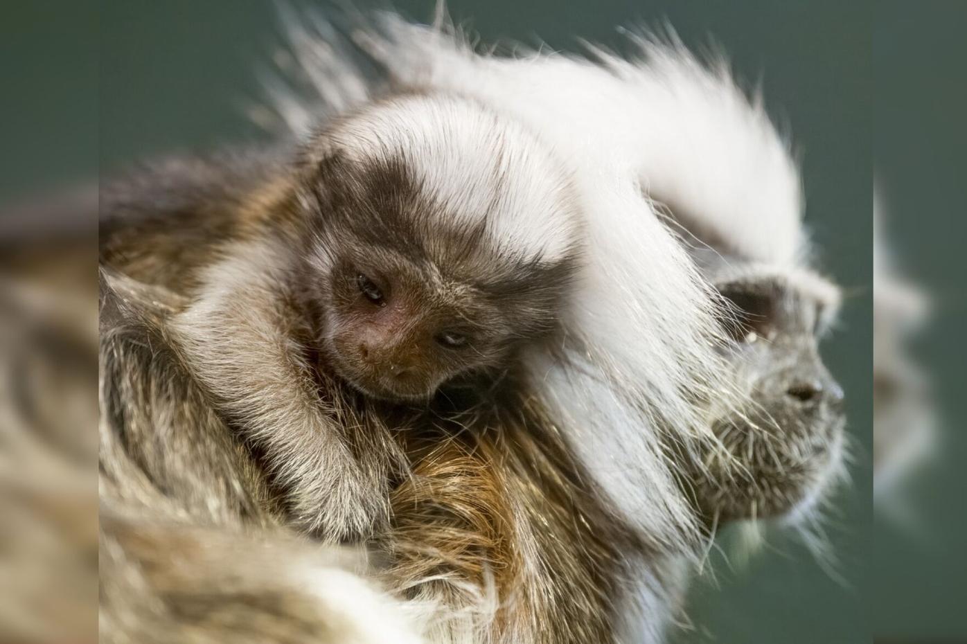 Nashville Zoo welcomes endangered cotton-top tamarin monkey
