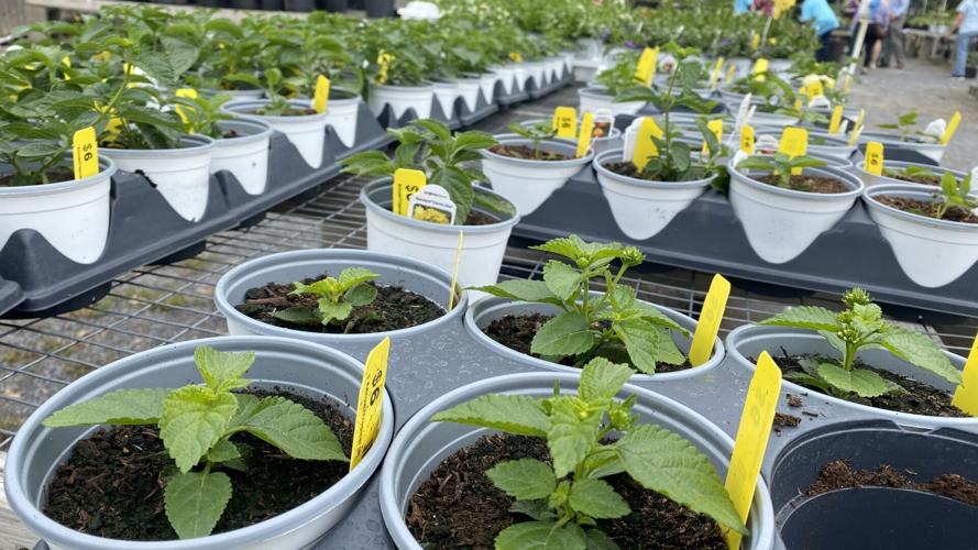 PHOTOS Spring Plant Sale at the Memphis Botanic Garden News