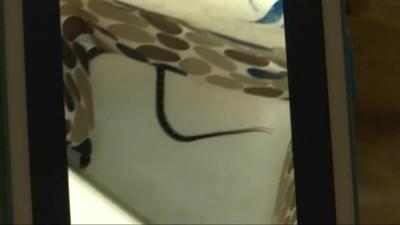 Snake pops out of toilet in Tennessee