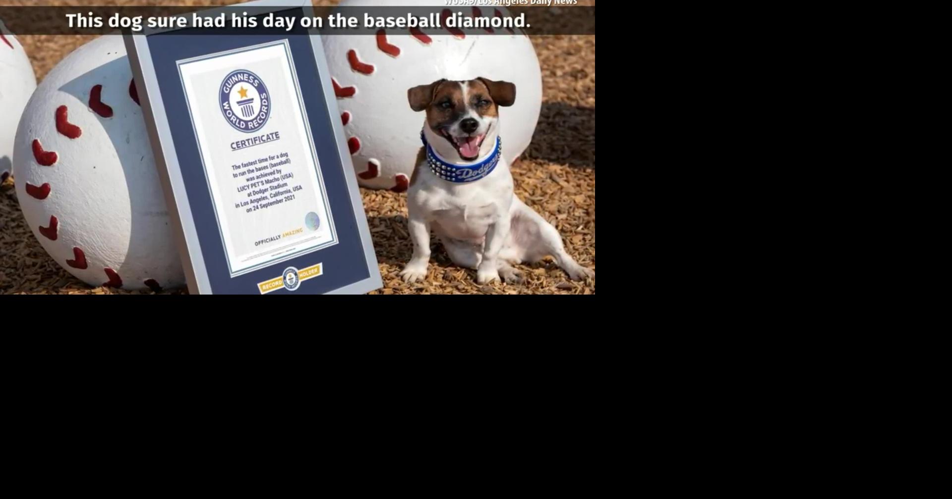 Fast little legs: Russell Terrier Macho declared fastest doggie baserunner  at Dodger Stadium – KIRO 7 News Seattle