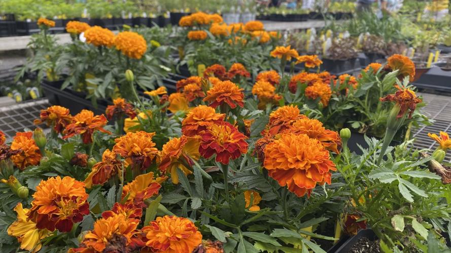 PHOTOS Spring Plant Sale at the Memphis Botanic Garden News