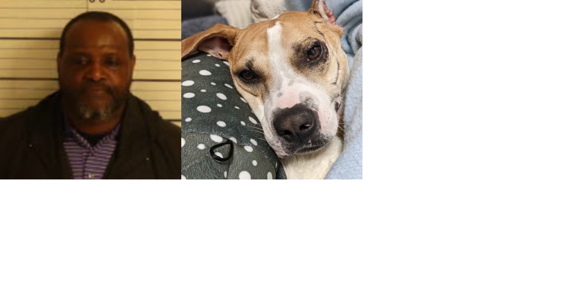 Man accused of setting dog on fire pleads guilty News