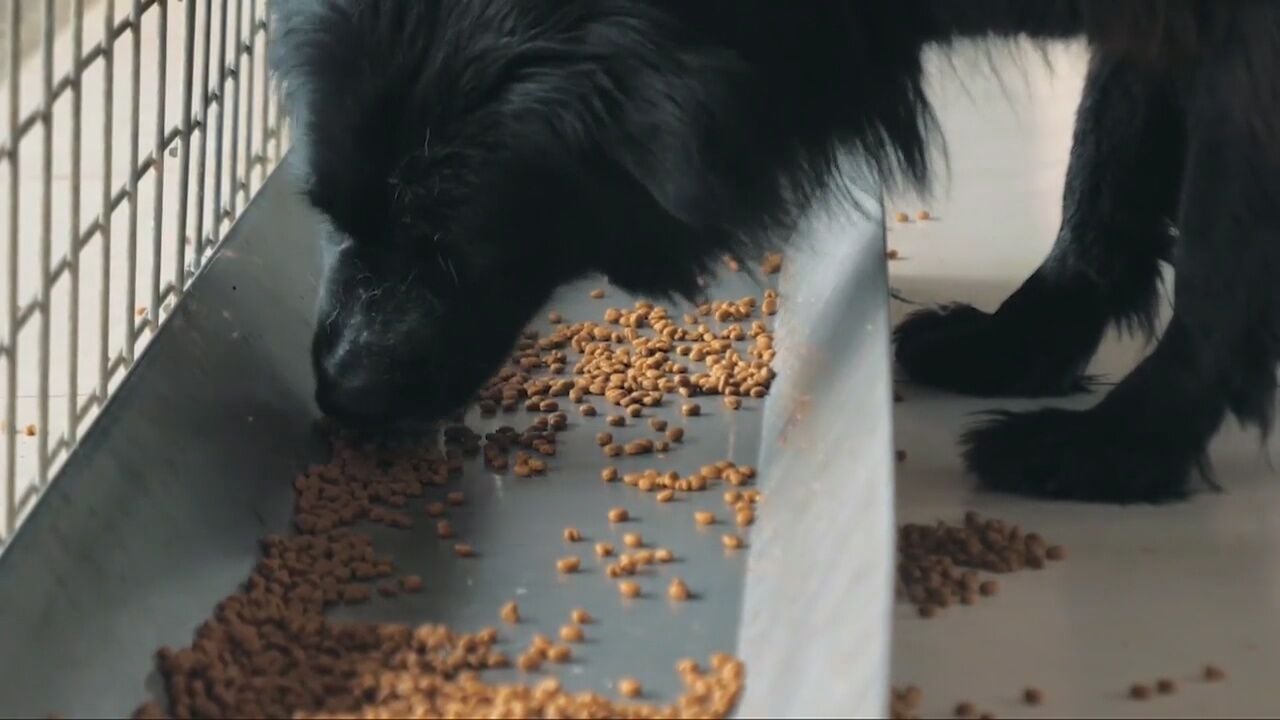 Grain free dog store food killing dogs