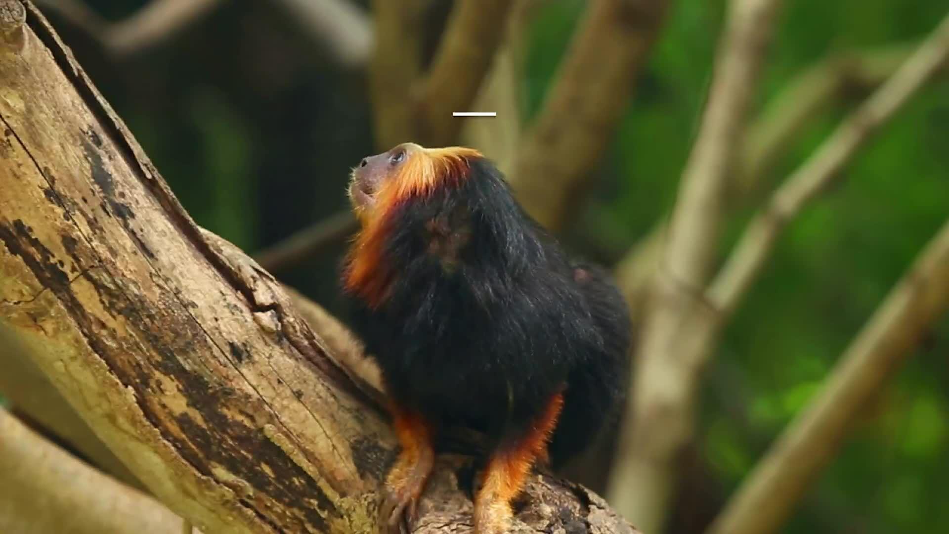 RWP ZOO WELCOMES A NEW GOLDEN LION TAMARIN BABY