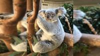 First koala bear baby born at Columbus Zoo in 15 years