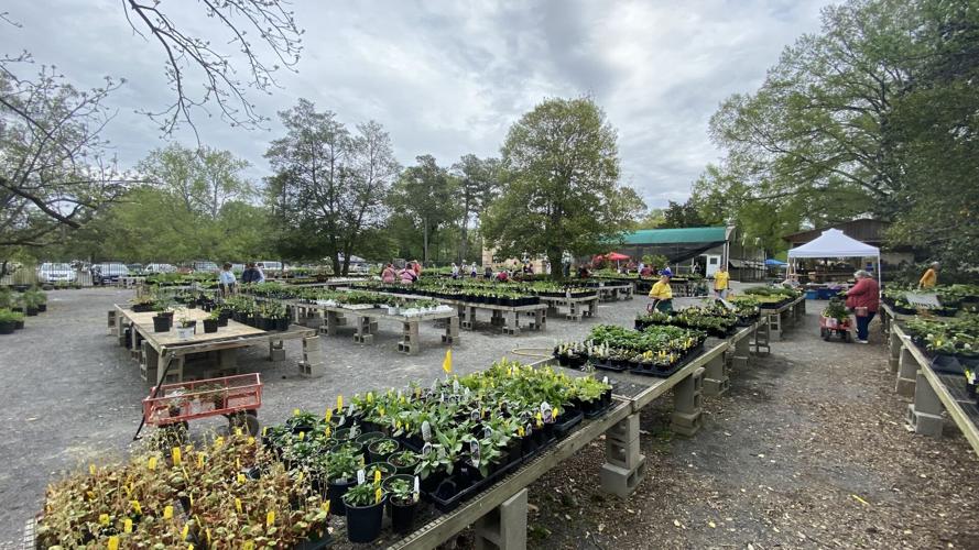 PHOTOS Spring Plant Sale at the Memphis Botanic Garden News