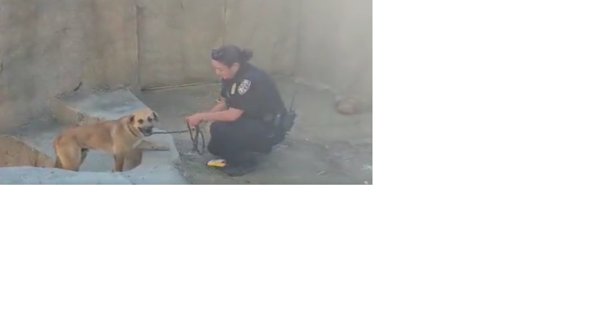 Stray dog rescued after getting into gorilla enclosure at San Diego Zoo